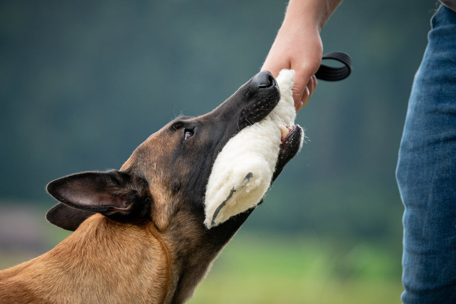 Service de protection
