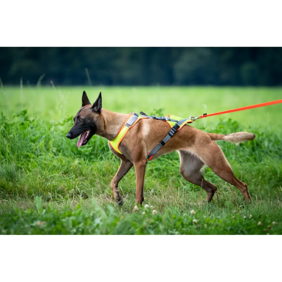 Harnais de mantrailing