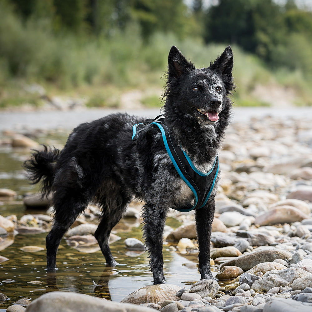 Dog's Fun Run Standard Einstellung und Anwendung