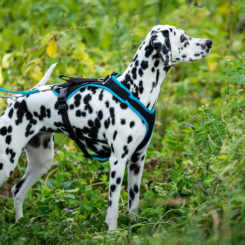 Vary Dog Harness: Adjustment and Use