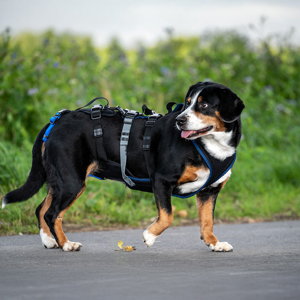 Hundegeschirr Dog`s Fun Run Support XLong, für ältere und gebrechliche Hunde und nach Operationen. in der Natur.