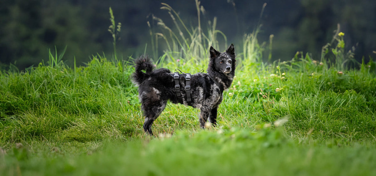 Für Hunde