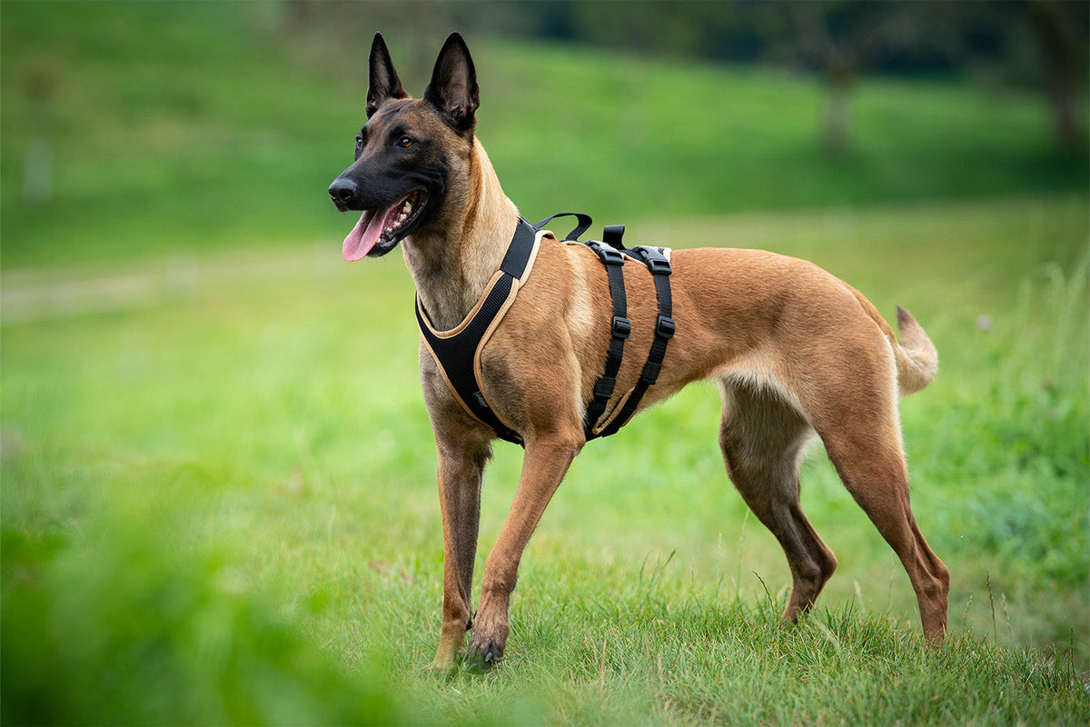 Hundegeschirre