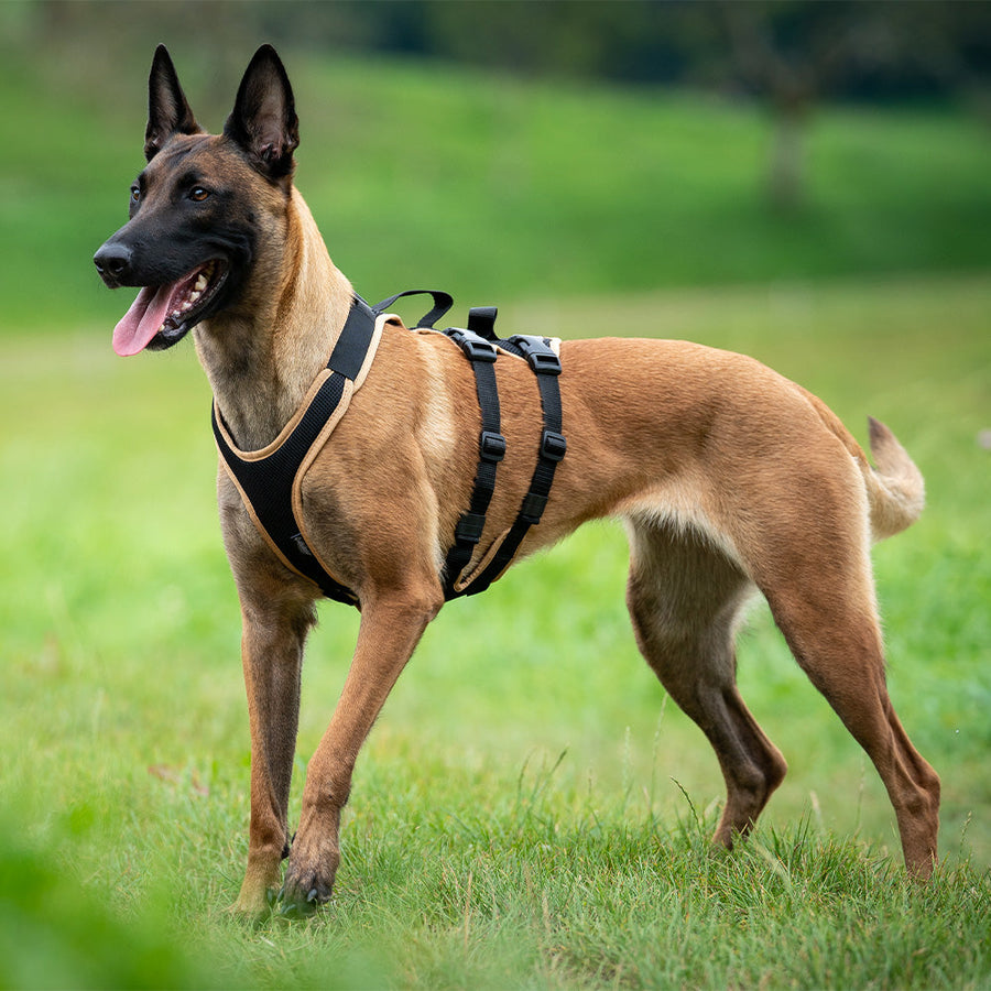 Harnais pour chiens de service