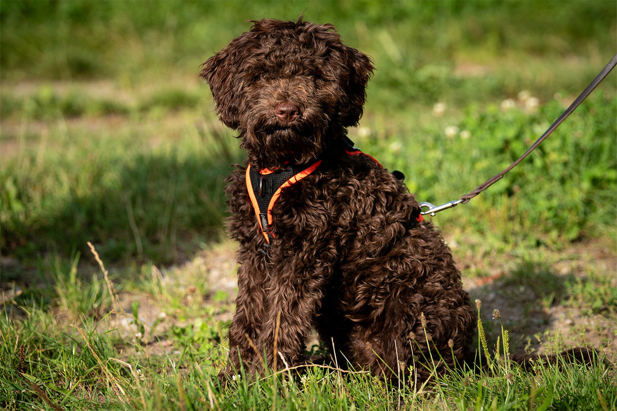 Cuccioli e cani giovani