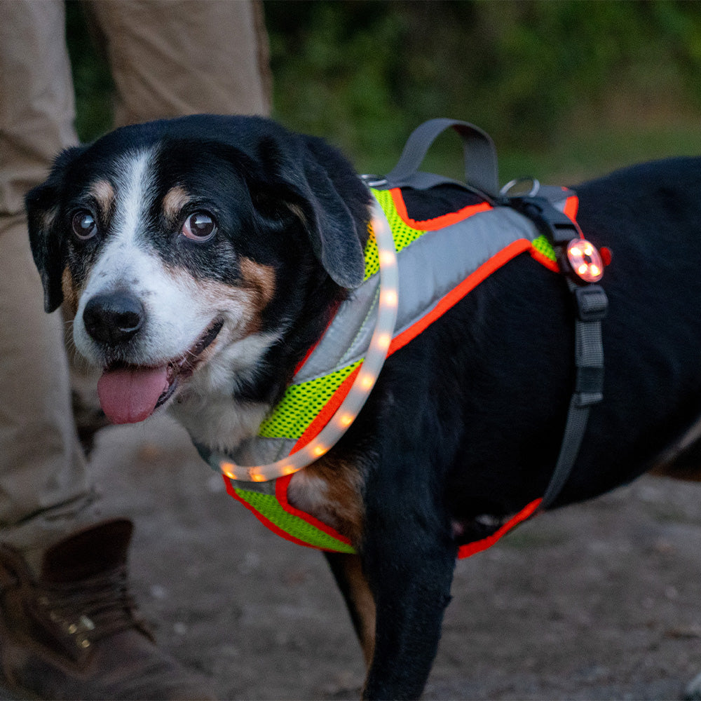 BEATLEDZ NG-3 Light-Up Collar for Dogs