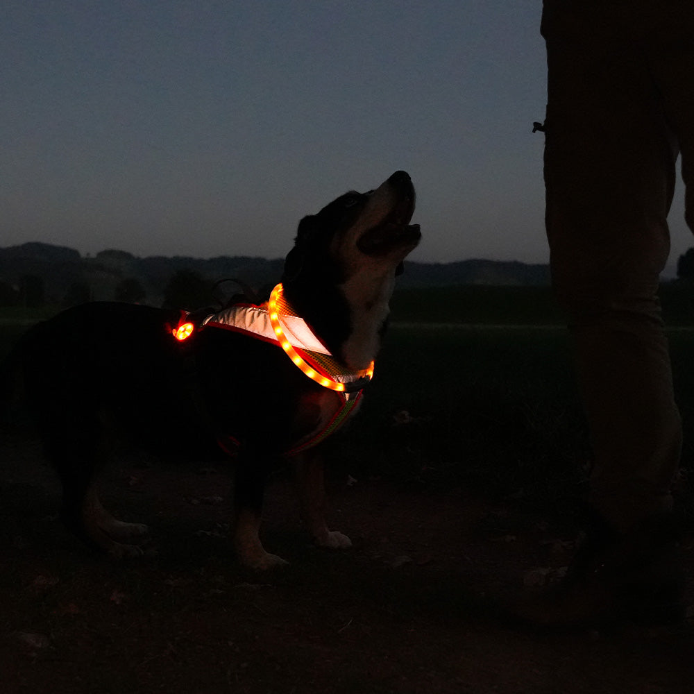 BEATLEDZ NG-3 Light-Up Collar for Dogs