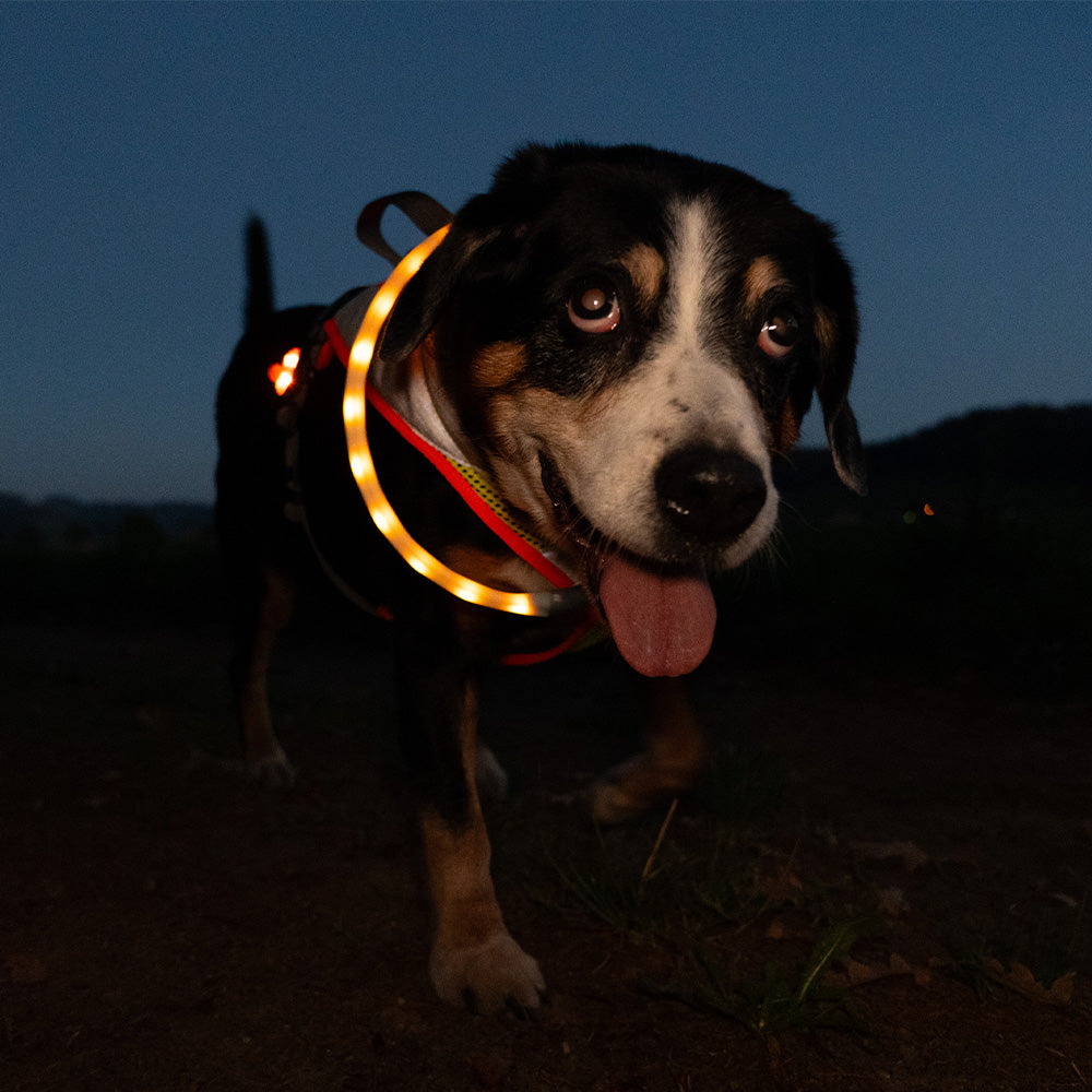BEATLEDZ NG-3 Light-Up Collar for Dogs