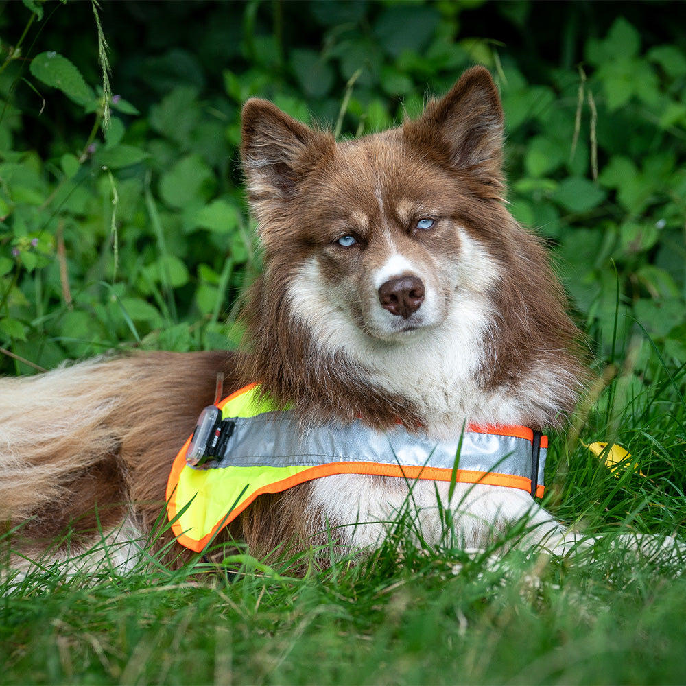 Hundeleuchtdecke Balou LED