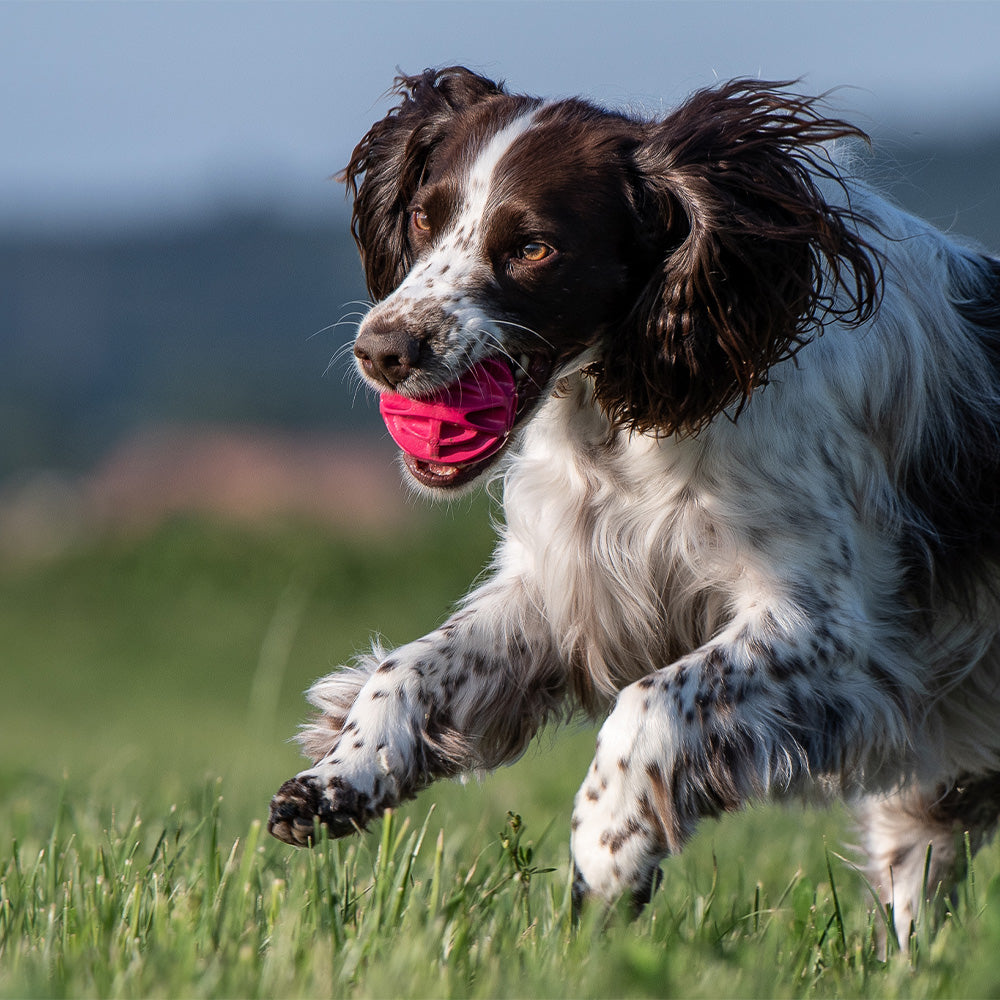 Baxter Ball