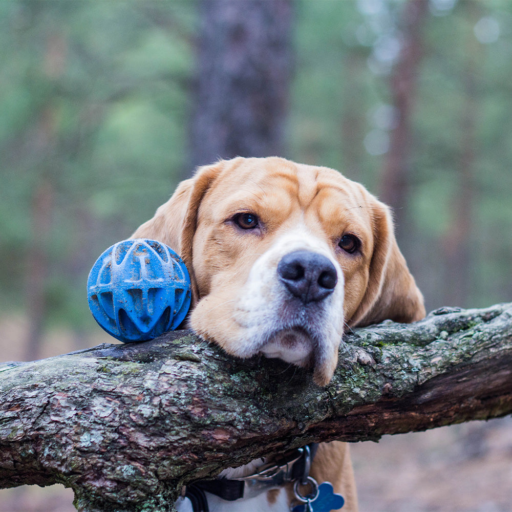 Baxter Ball