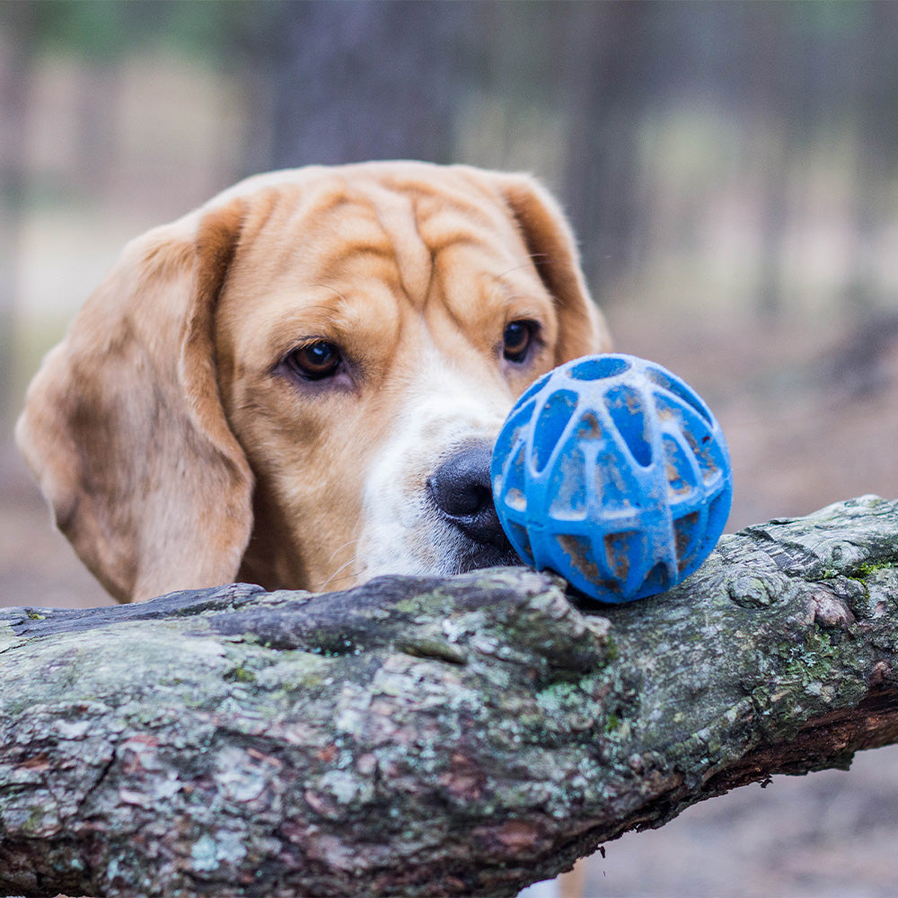 Baxter Ball