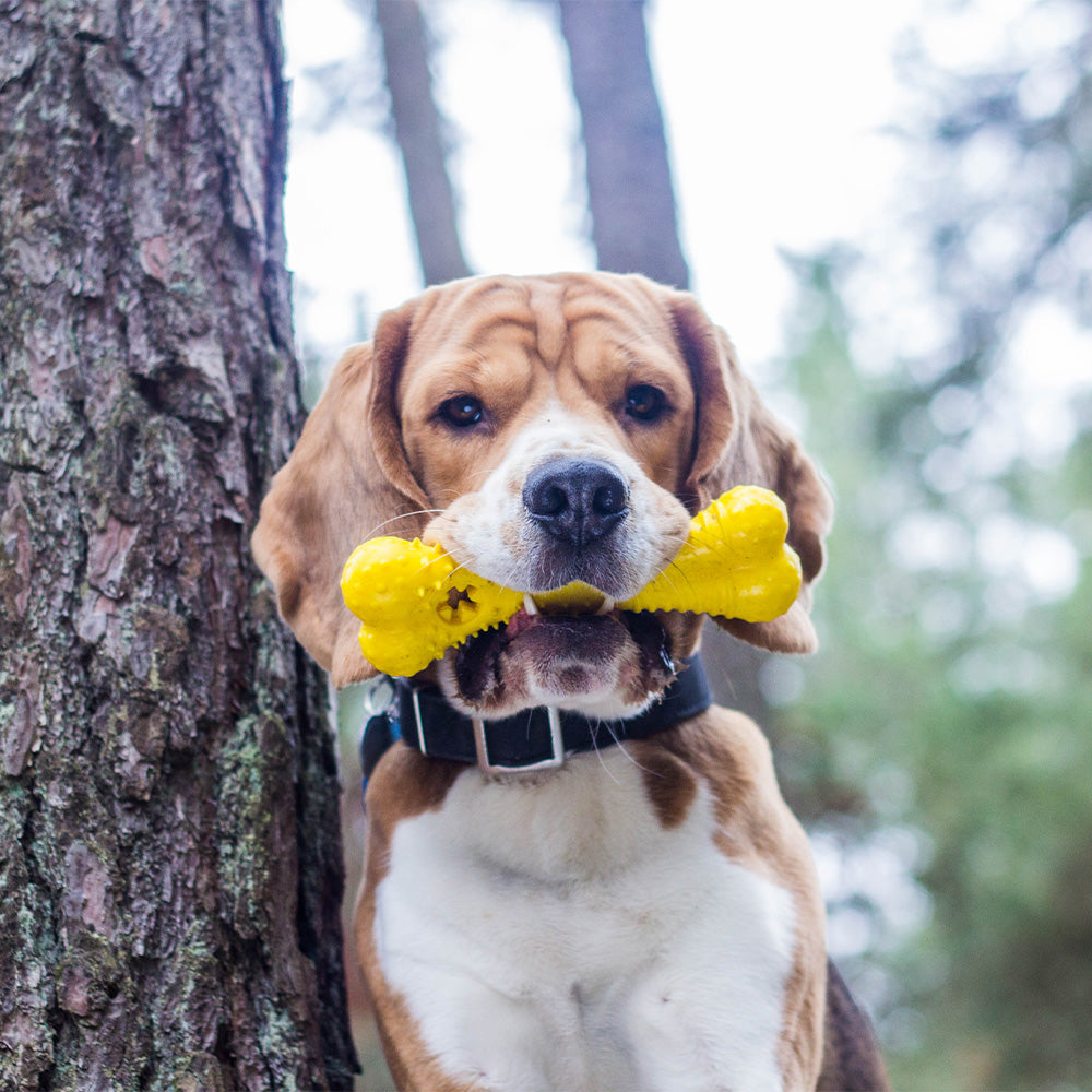 Baxter Bone
