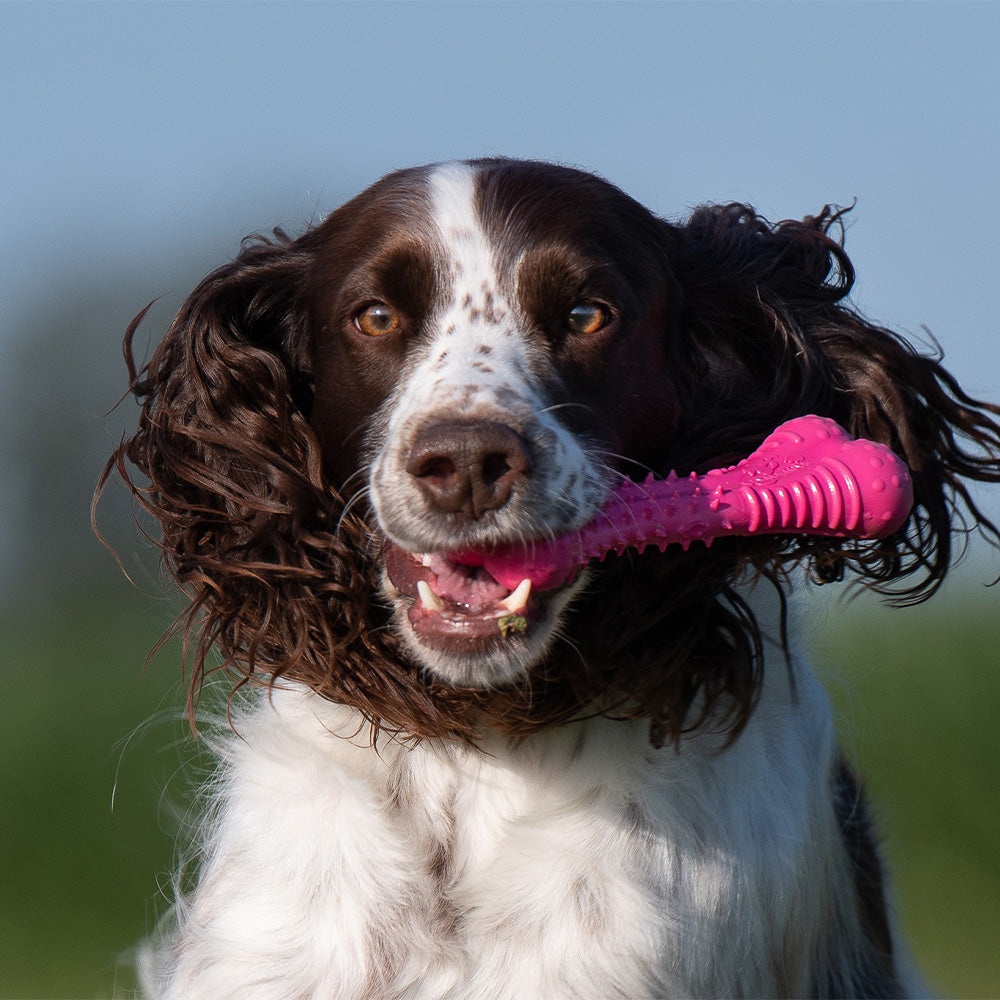 Baxter Bone