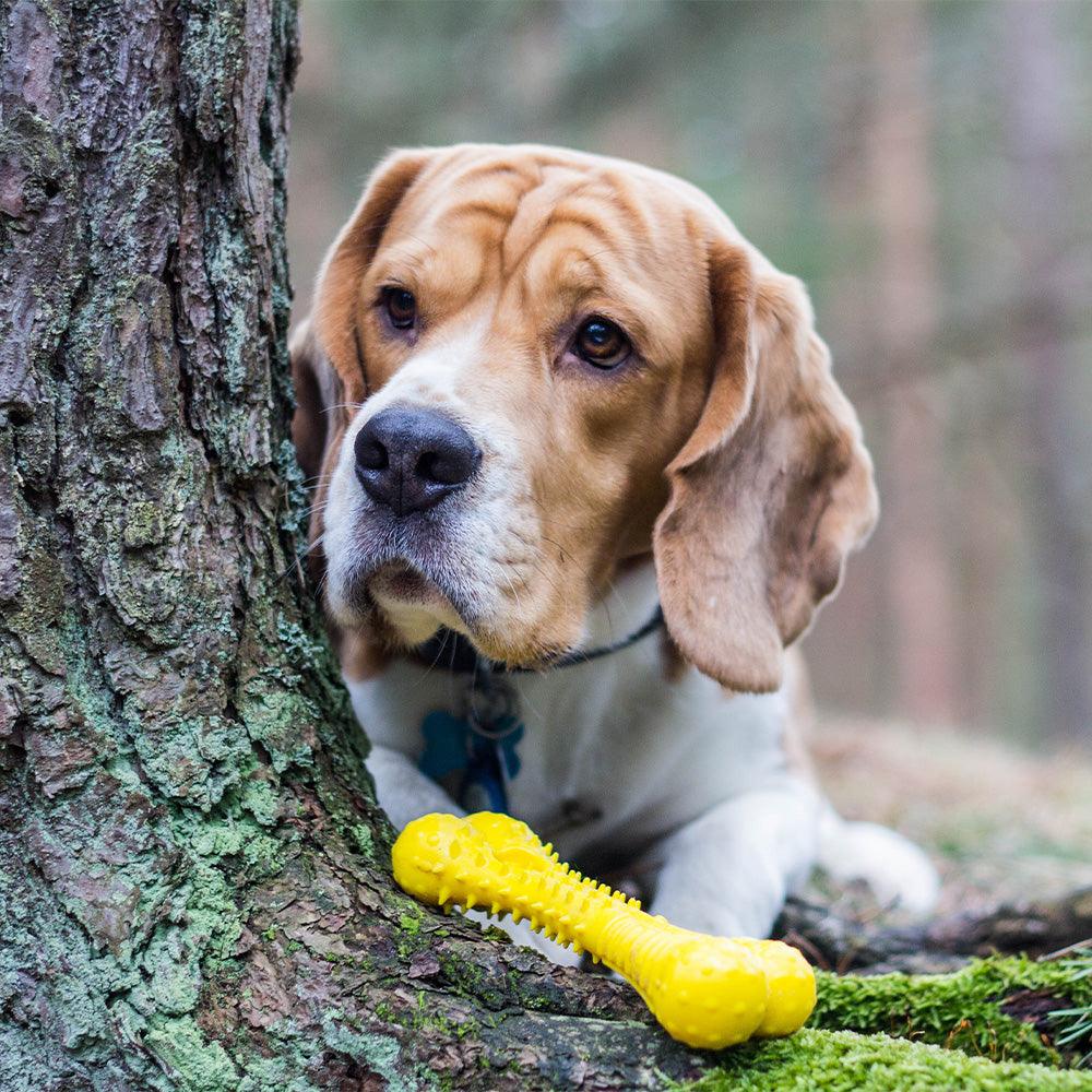 Baxter Bone