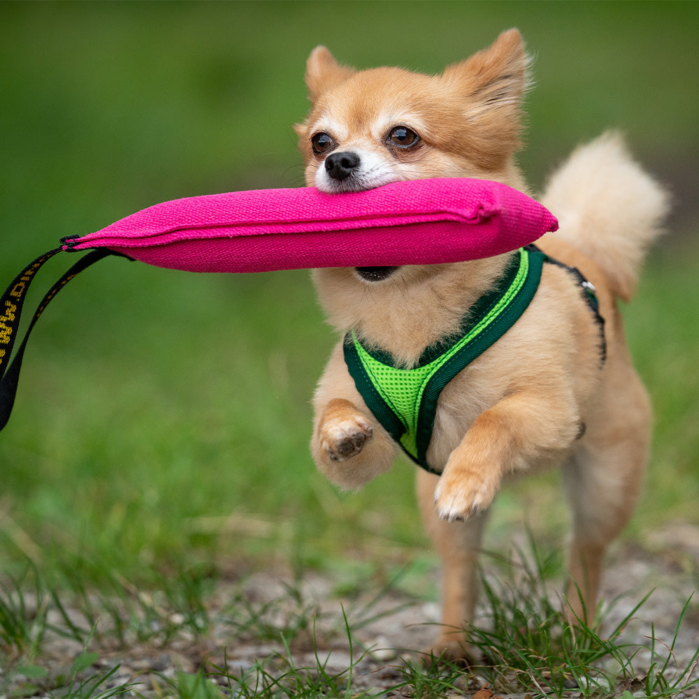 Dog`s Fun Run Hundegeschirr Standard, mit Spielendem Hund. hergestellt in der Schweiz