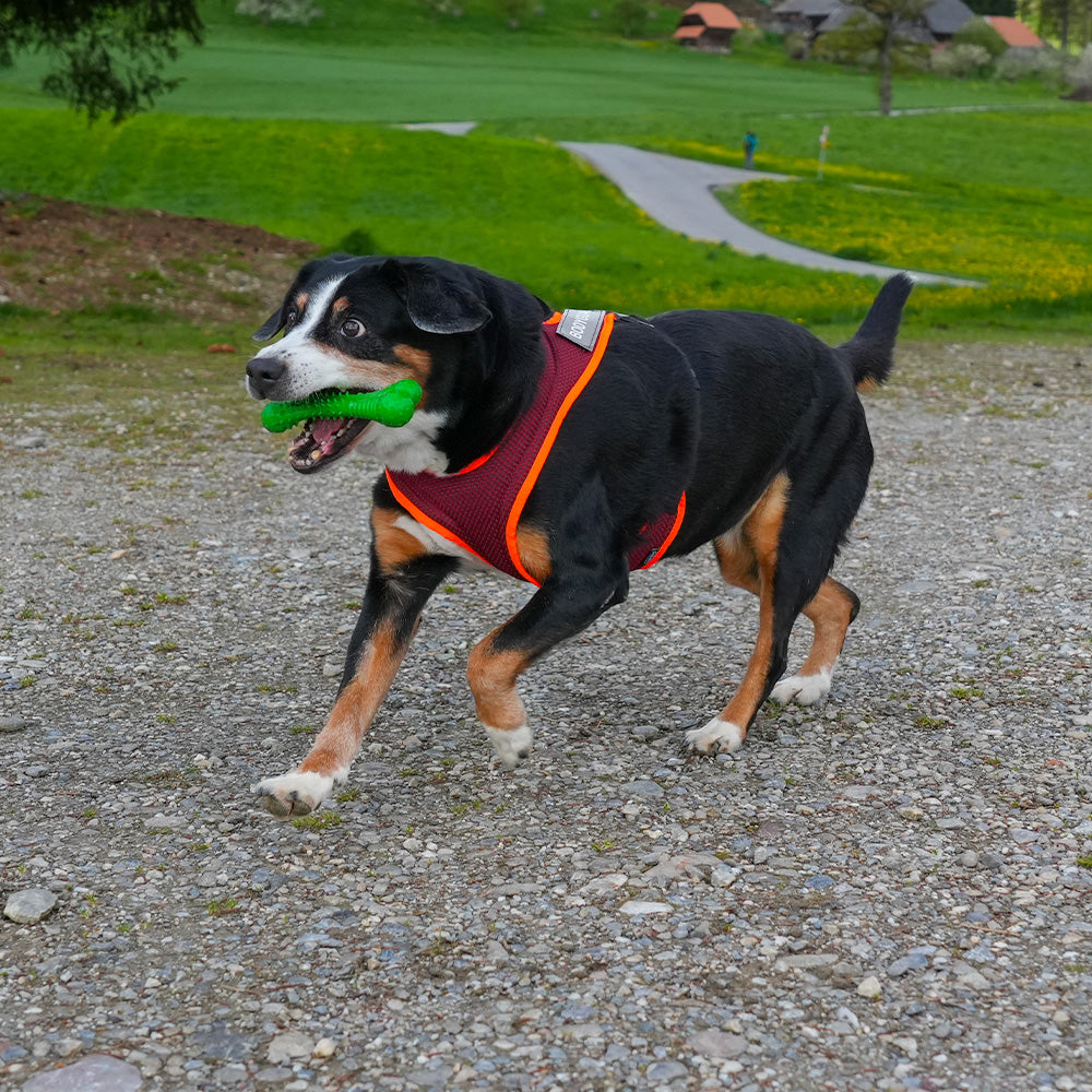 Dog`s Fun Run Hundegeschirr Batch Dunkelgrau
