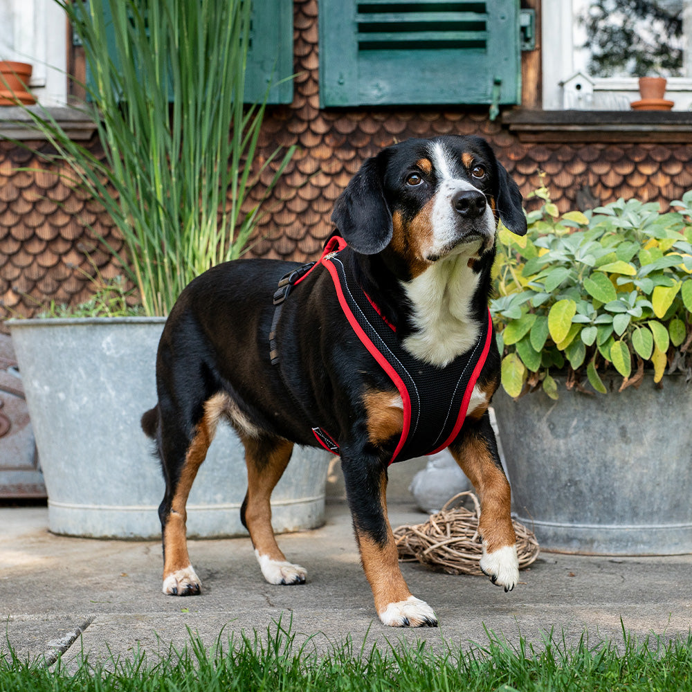 Entlebuch Mountain Dog wearing a Dog`s Fun Run MUTZ harness, in the style of the Bernese men`s harness. Black with red edging, white decorative stitching and Edelweiss rivets.