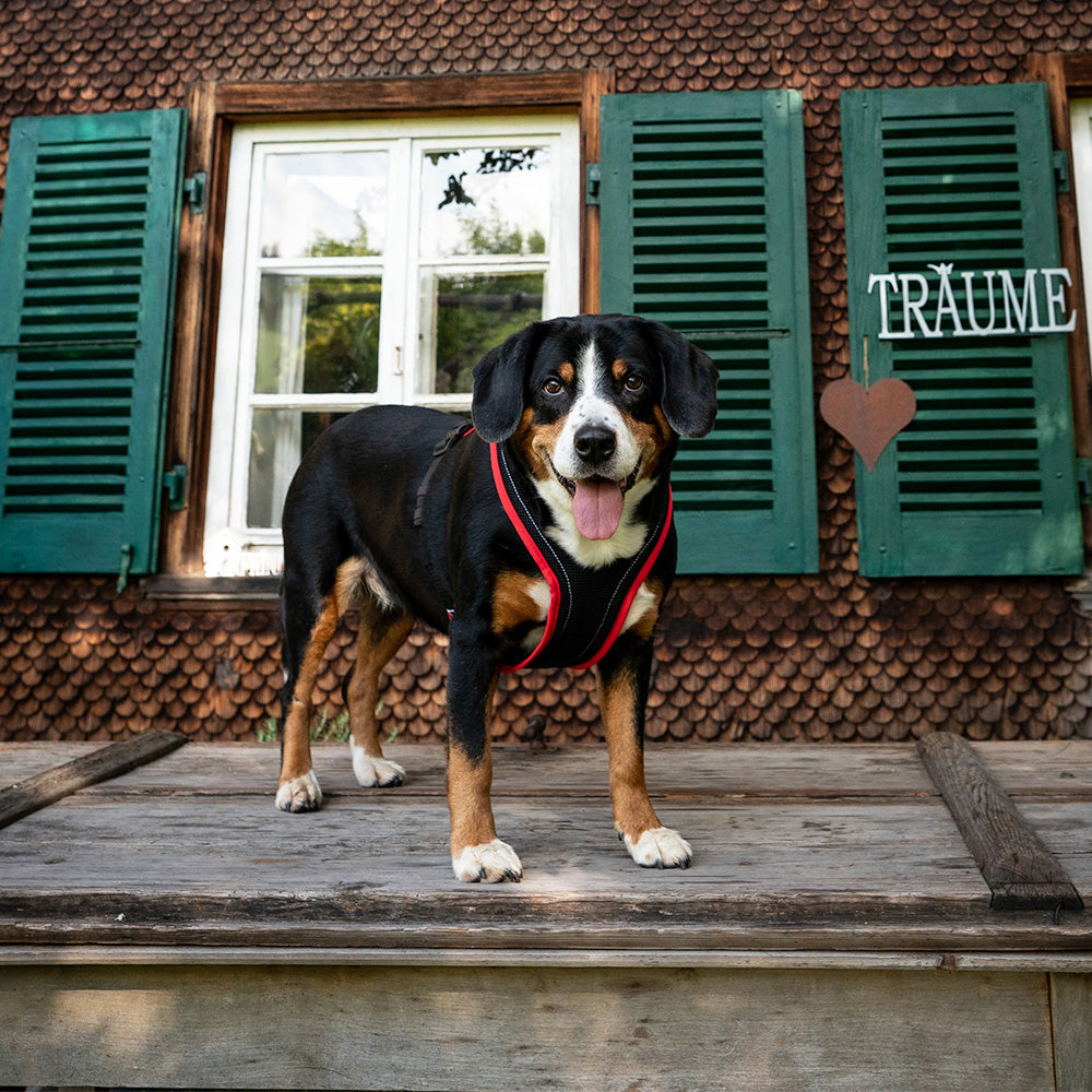 Entlebuch Mountain Dog with dog harness Dog`s Fun Run MUTZ, in the style of the Bernese men`s harness. Black with red edging, white decorative stitching and Edelweiss rivets.
