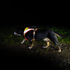 Entlebucher per cani da montagna con imbracatura per cani cani Dog`s Fun Run Night, giallo fluorescente con strisce riflettenti, due luci LED e bordi arancioni fluorescenti.
