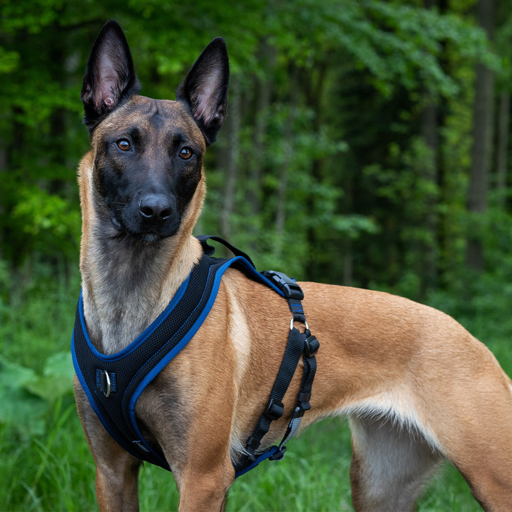 Malinois mit Hundegeschirr Ausbildungsgeschirr Dog`s Fun Run PROGuide, schwarz mit marineblauer Einfassung.