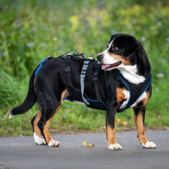 Hundegeschirr Dog`s Fun Run Support XLong, für ältere und gebrechliche Hunde und nach Operationen. mit Enlebucher Sennenhund.