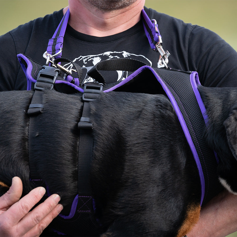 Hundegeschirr Dogs Fun Run Support, schwarz-violett. Hund Tragen.