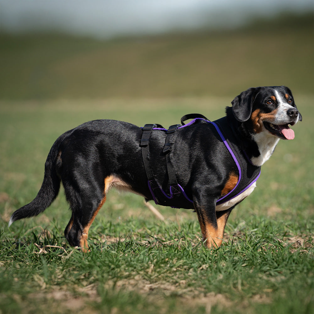 Hundegeschirr Dogs Fun Run Support, zum Wandern und Unterstützen, schwarz-violett.