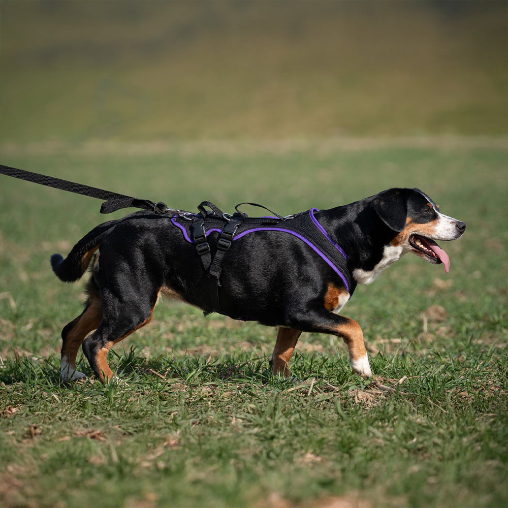 Dog`s Fun Run Support mit 2 Gurten Beige
