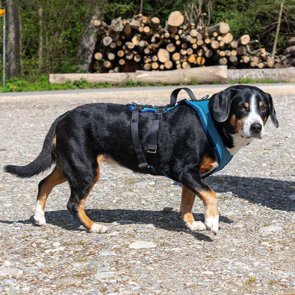 Hundegeschirr Dog`s Fun Run Autosicherheitsgeschirr Travel Xtreme, petrol-marineblau.