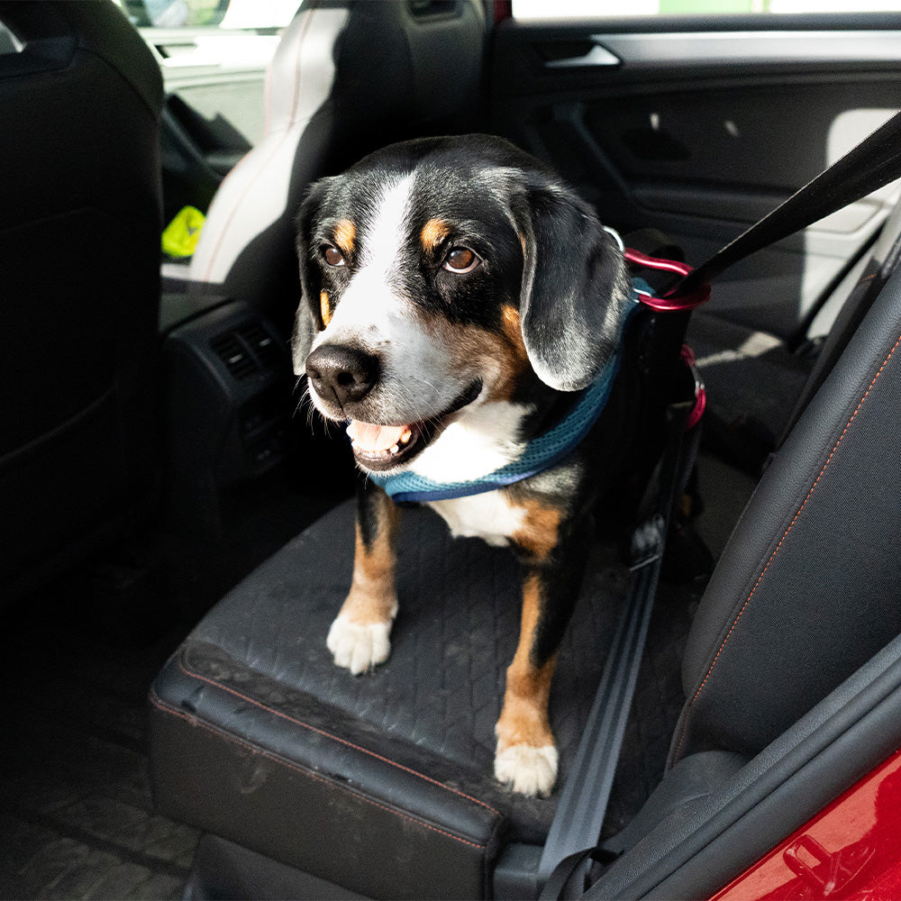 Hundegeschirr Dog`s Fun Run Autosicherheitsgeschirr Travel Xtreme, petrol-marineblau. mit Hund auf Autositz