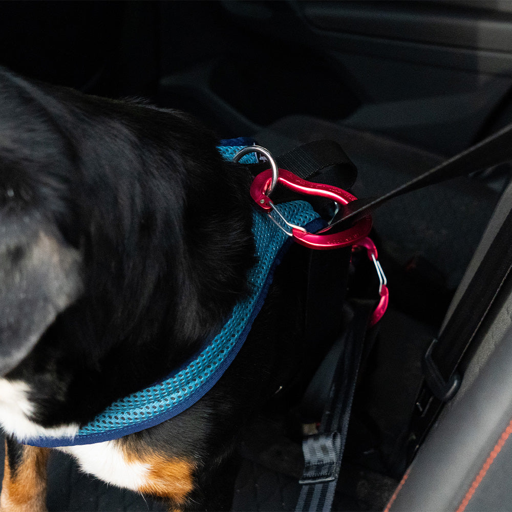 Hundegeschirr Dog`s Fun Run Autosicherheitsgeschirr Travel Xtreme, petrol-marineblau. Mit Hund an Sicherheitsgurten gesichert.