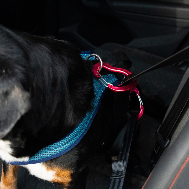 Hundegeschirr Dog`s Fun Run Autosicherheitsgeschirr Travel Xtreme, petrol-marineblau. Mit Hund an Sicherheitsgurten gesichert.