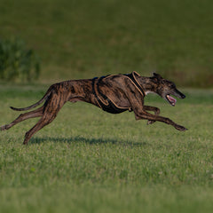Dog`s Fun Run Hundegeschirr mit optimierter Passform für Windhunde. schwarz mit beiger Einfassung. Mit rennendem Windhund.