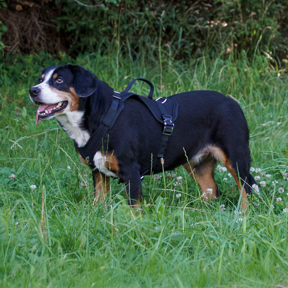 Hetzgeschirr Guard