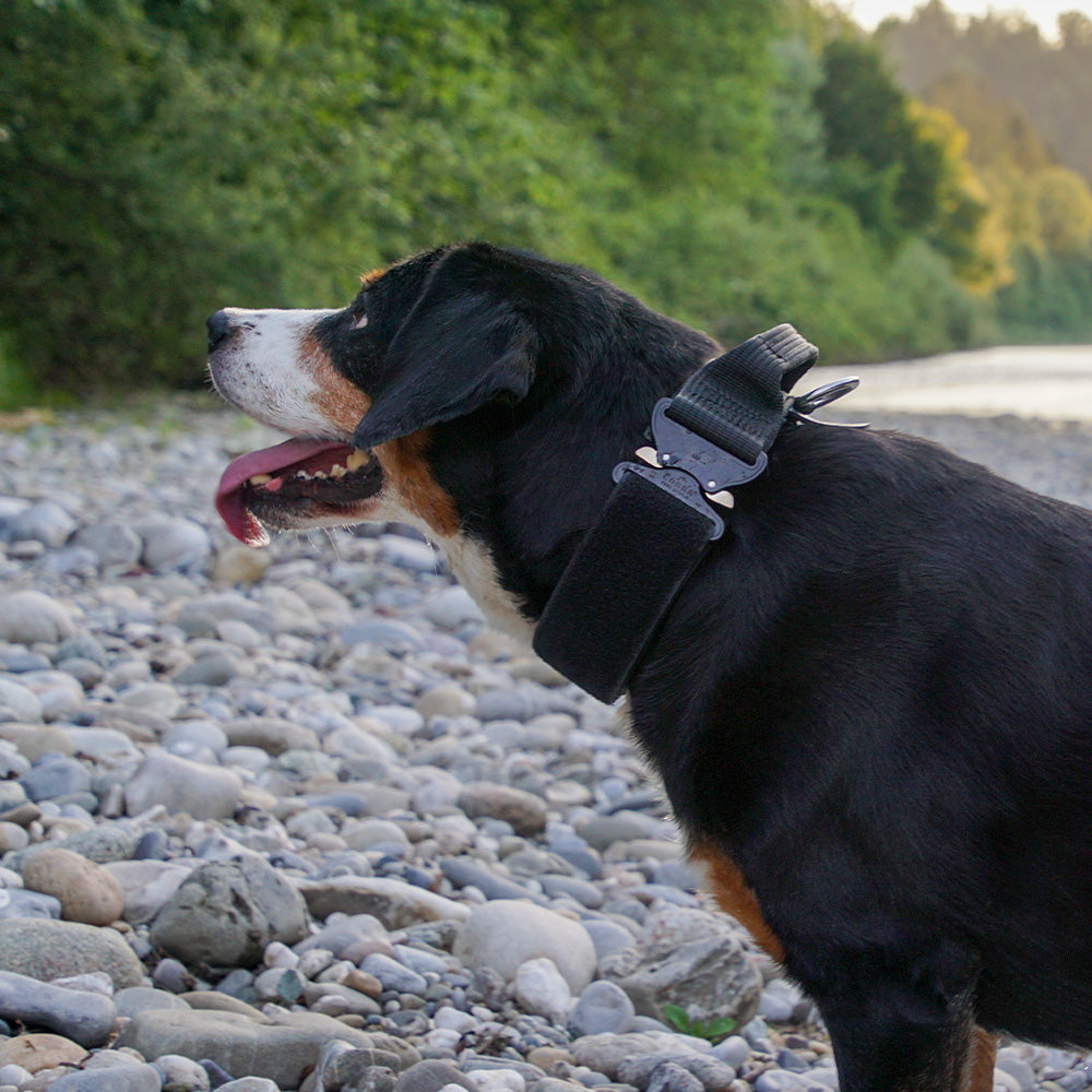 Profi Attack Collar