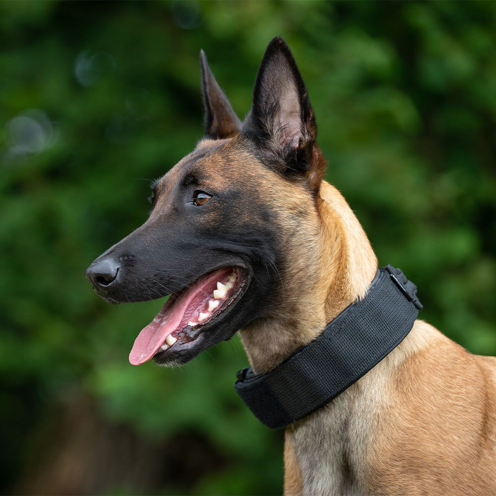 Profi Attack Collar