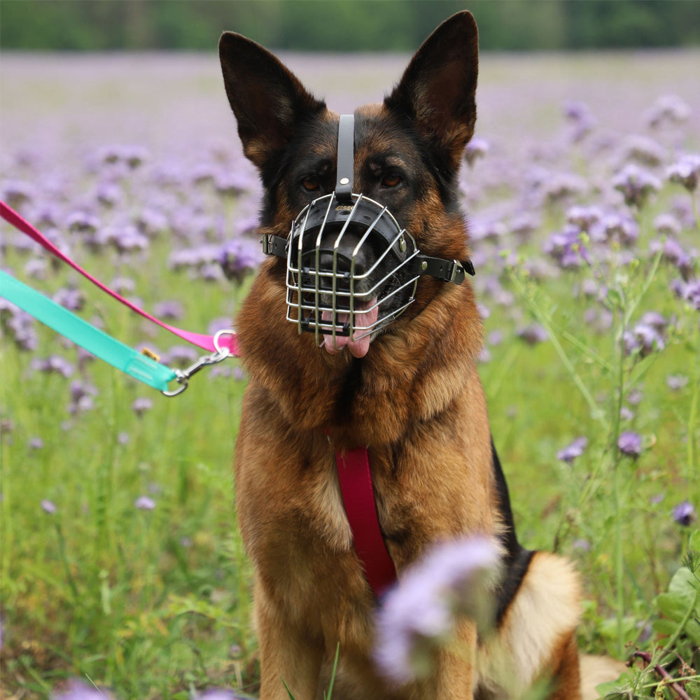 Maulkorb Metall - Dingo
