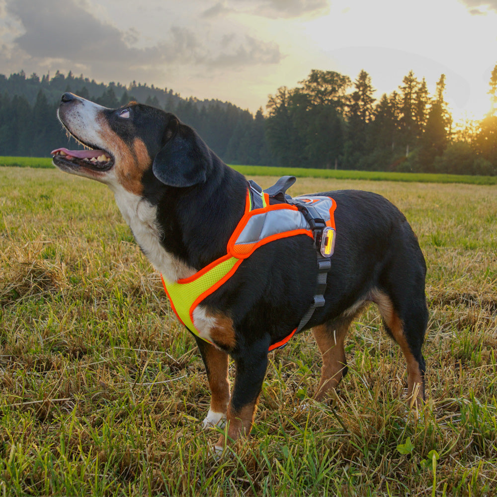 Hundegeschirr Vary Night