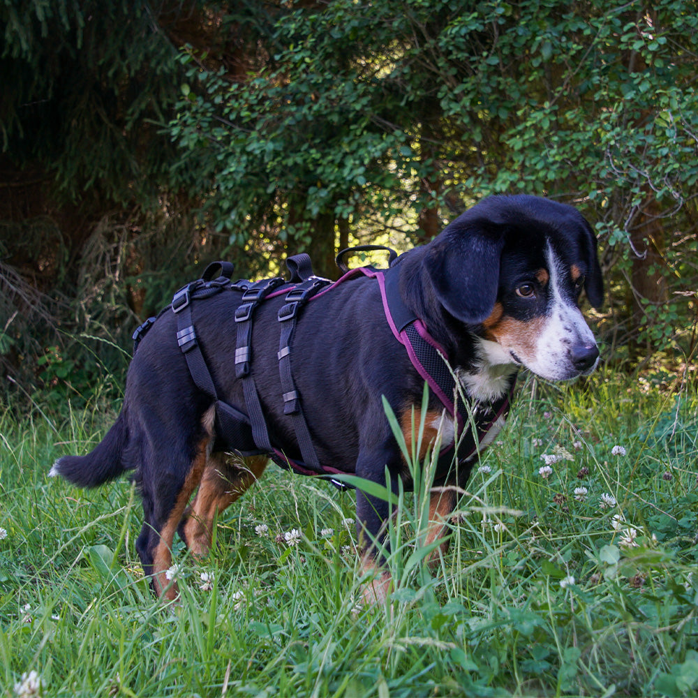 Hundegeschirr Vary Support XLong