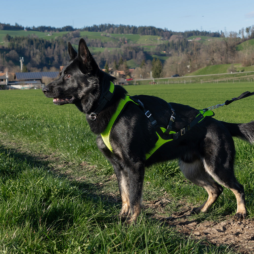 Zuggeschirr Schwarz