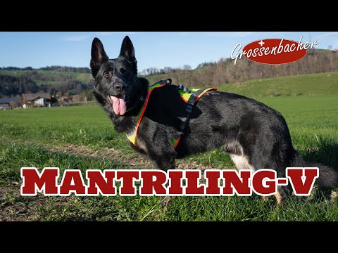 Mantrailing-Geschirr V mit Laufrolle
