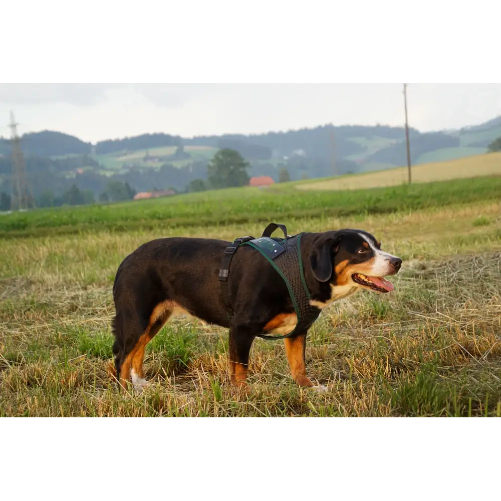 Dog`s Fun Run Hundegeschirr Batch Dunkelgrau