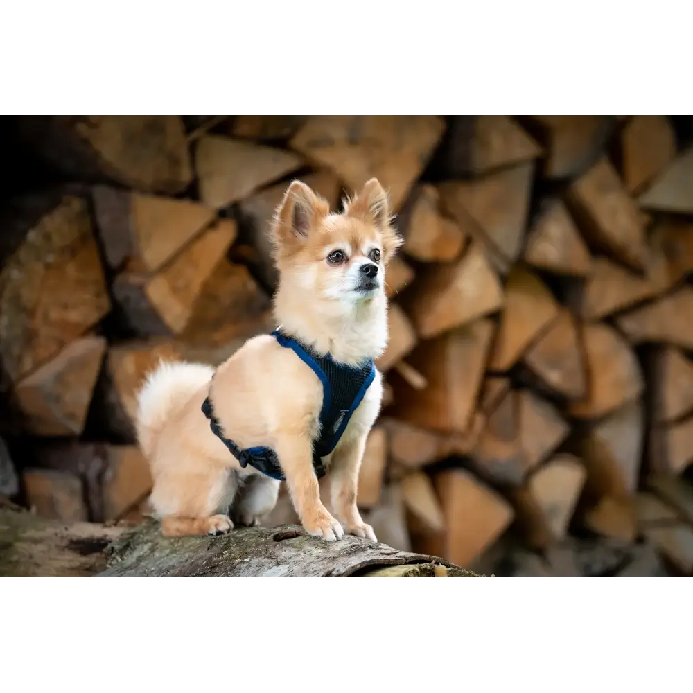 Hundegeschirr Vary